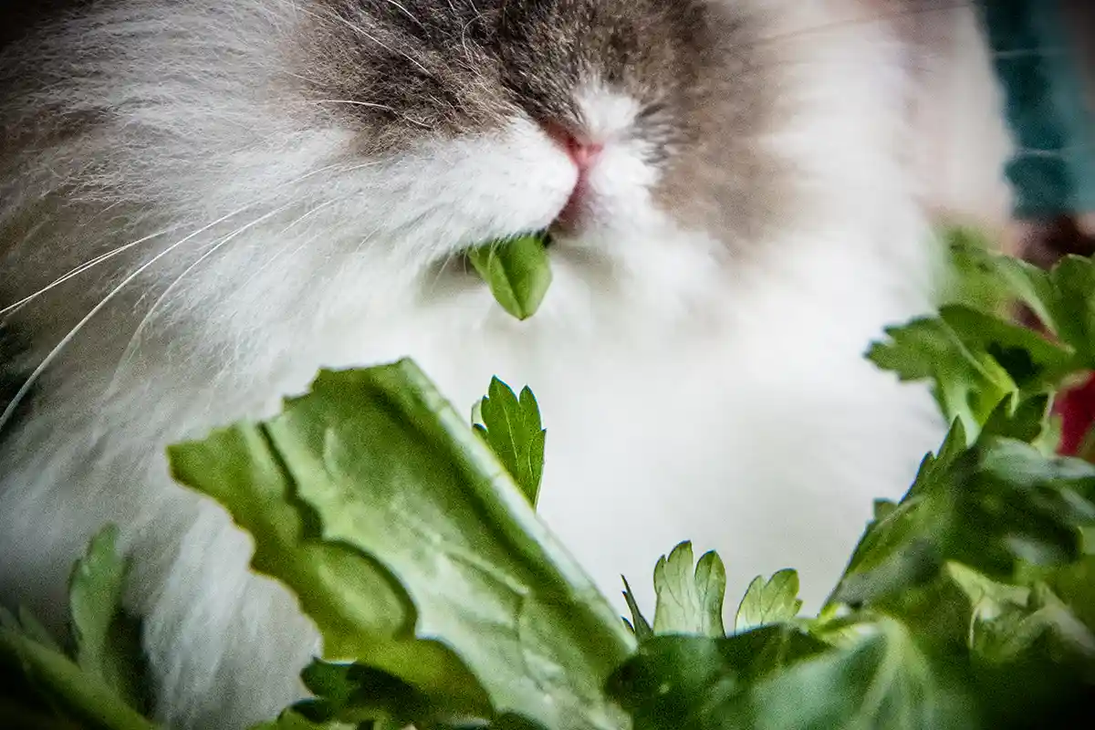 Care - Rabbit.org